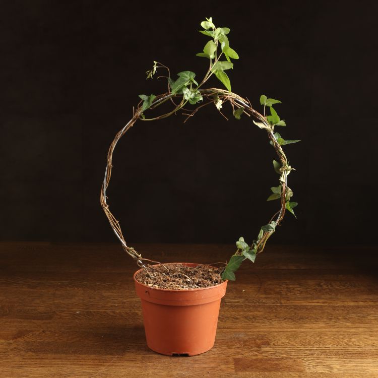 Хедера Обод д12 уценка фото 1 &mdash; Luxury Plants