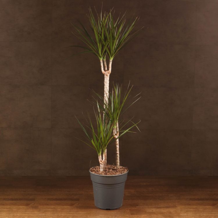 Драцена Маргината 3 ствола 100/21 фото 1 &mdash; Luxury Plants