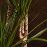 Драцена Маргината 3 ствола 100/21 фото 4 &mdash; Luxury Plants