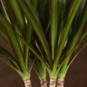 Драцена Маргината 3 ствола 100/21 фото 3 &mdash; Luxury Plants