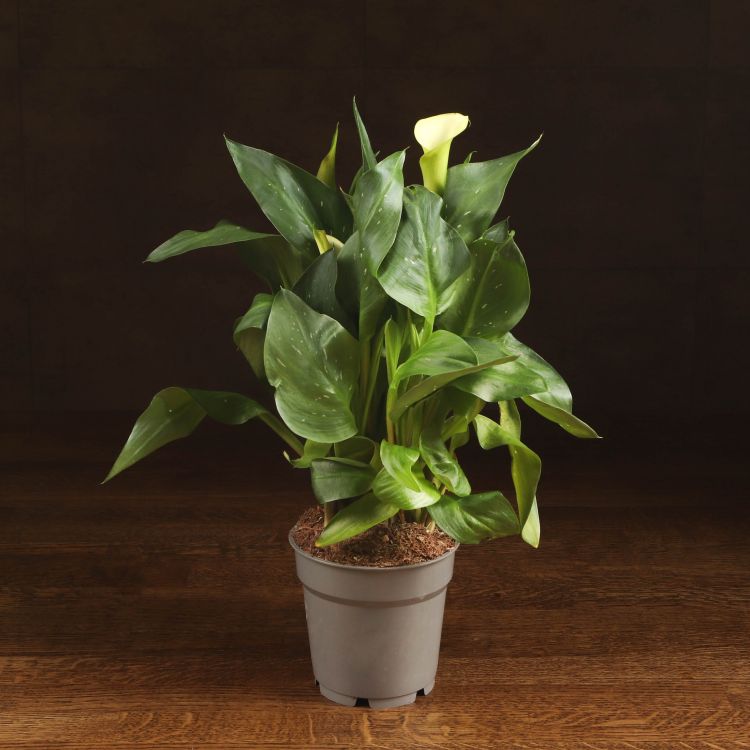 Калла желтая D12 фото 1 &mdash; Luxury Plants
