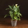 Калла желтая D12 фото 1 &mdash; Luxury Plants