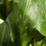 Калла желтая D12 фото 2 &mdash; Luxury Plants