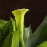 Калла желтая D12 фото 3 &mdash; Luxury Plants