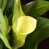 Калла желтая D12 фото 4 &mdash; Luxury Plants