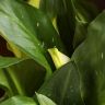 Калла желтая D12 фото 5 &mdash; Luxury Plants