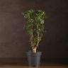 Полисциас Робл 60/17 фото 1 &mdash; Luxury Plants