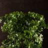 Полисциас Робл 60/17 фото 3 &mdash; Luxury Plants