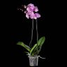 Орхидея Фаленопсис Гигант розовая D17 фото 2 &mdash; Luxury Plants