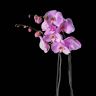 Орхидея Фаленопсис Гигант розовая D17 фото 3 &mdash; Luxury Plants