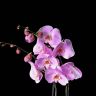 Орхидея Фаленопсис Гигант розовая D17 фото 4 &mdash; Luxury Plants