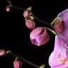 Орхидея Фаленопсис Гигант розовая D17 фото 5 &mdash; Luxury Plants