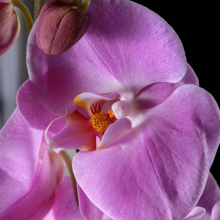 Орхидея Фаленопсис Гигант розовая D17 фото 1 &mdash; Luxury Plants