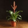 Вриезия д12 уценка фото 1 &mdash; Luxury Plants