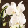 Композиция Aphrodite с белой/желтой орхидеей в кашпо фото 3 &mdash; Luxury Plants