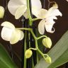 Композиция Aphrodite с белой/желтой орхидеей в кашпо фото 5 &mdash; Luxury Plants
