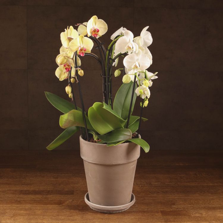 Композиция Aphrodite с белой/желтой орхидеей в кашпо фото 1 &mdash; Luxury Plants