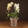 Композиция Aphrodite с белой/желтой орхидеей в кашпо фото 1 &mdash; Luxury Plants