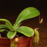 Непентес Алата д8 фото 3 &mdash; Luxury Plants