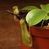 Непентес Алата д8 фото 4 &mdash; Luxury Plants