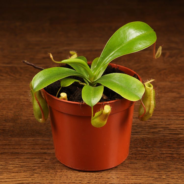 Непентес Алата д8 фото 1 &mdash; Luxury Plants
