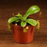 Непентес Алата д8 фото 1 &mdash; Luxury Plants