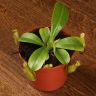 Непентес Алата д8 фото 5 &mdash; Luxury Plants