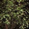 Питтоспорум тонколистный д23 уценка фото 3 &mdash; Luxury Plants