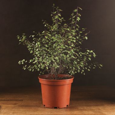 Питтоспорум тонколистный д23 уценка &mdash; Luxury Plants