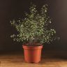 Питтоспорум тонколистный д23 уценка фото 1 &mdash; Luxury Plants