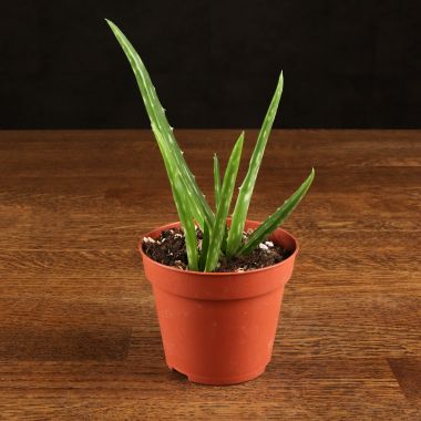 Алоэ Вера 15см &mdash; Luxury Plants