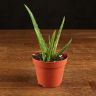Алоэ Вера 15см фото 1 &mdash; Luxury Plants