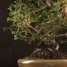 Бонсай Кармона 70 см фото 5 &mdash; Luxury Plants