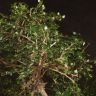 Бонсай Кармона 70 см фото 4 &mdash; Luxury Plants