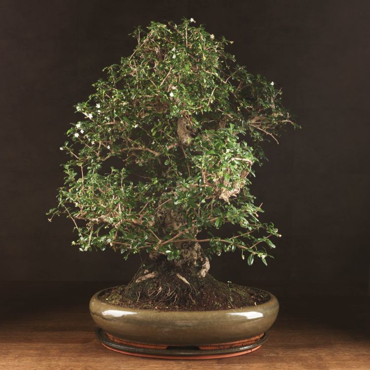 Бонсай Кармона 70 см фото 1 &mdash; Luxury Plants