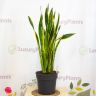 Сансевиерия 115/30 фото 1 &mdash; Luxury Plants