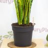 Сансевиерия 115/30 фото 5 &mdash; Luxury Plants