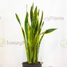 Сансевиерия 115/30 фото 2 &mdash; Luxury Plants