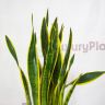 Сансевиерия 115/30 фото 3 &mdash; Luxury Plants