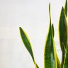Сансевиерия 115/30 фото 4 &mdash; Luxury Plants