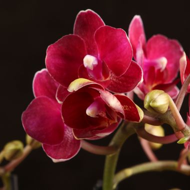 Орхидея Фаленопсис мини sogo rose D7 &mdash; Luxury Plants