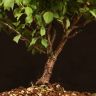 Бонсай Слива 40 см синяя плошка фото 4 &mdash; Luxury Plants