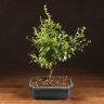 Бонсай Слива 40 см синяя плошка фото 1 &mdash; Luxury Plants