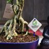 Бонсай Мирт 33 см фото 3 &mdash; Luxury Plants