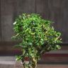 Бонсай Мирт 33 см фото 4 &mdash; Luxury Plants