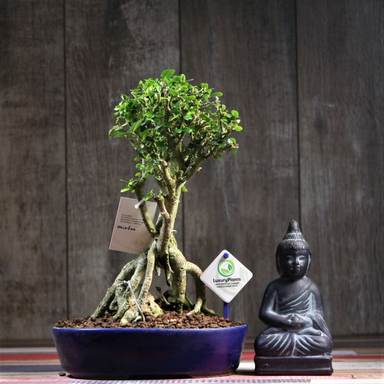 Бонсай Мирт 33 см фото 1 &mdash; Luxury Plants