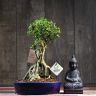 Бонсай Мирт 33 см фото 1 &mdash; Luxury Plants