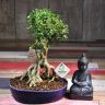 Бонсай Мирт 33 см фото 2 &mdash; Luxury Plants