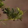 Бонсай Подокарпус 30 см фото 4 &mdash; Luxury Plants