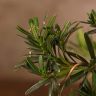 Бонсай Подокарпус 30 см фото 2 &mdash; Luxury Plants